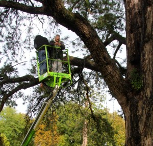 Lachlan Borthwick on a cherry picker in a tree holding some fairy-lights