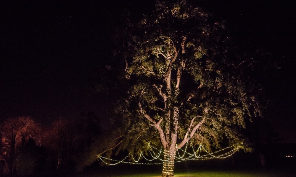 Tree Wedding Lighting A large Pine Tree with event lighting