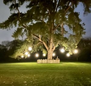 Twelve LED Spheres suspended from a large pine tree at dusk. Foreground a large, empty lawn